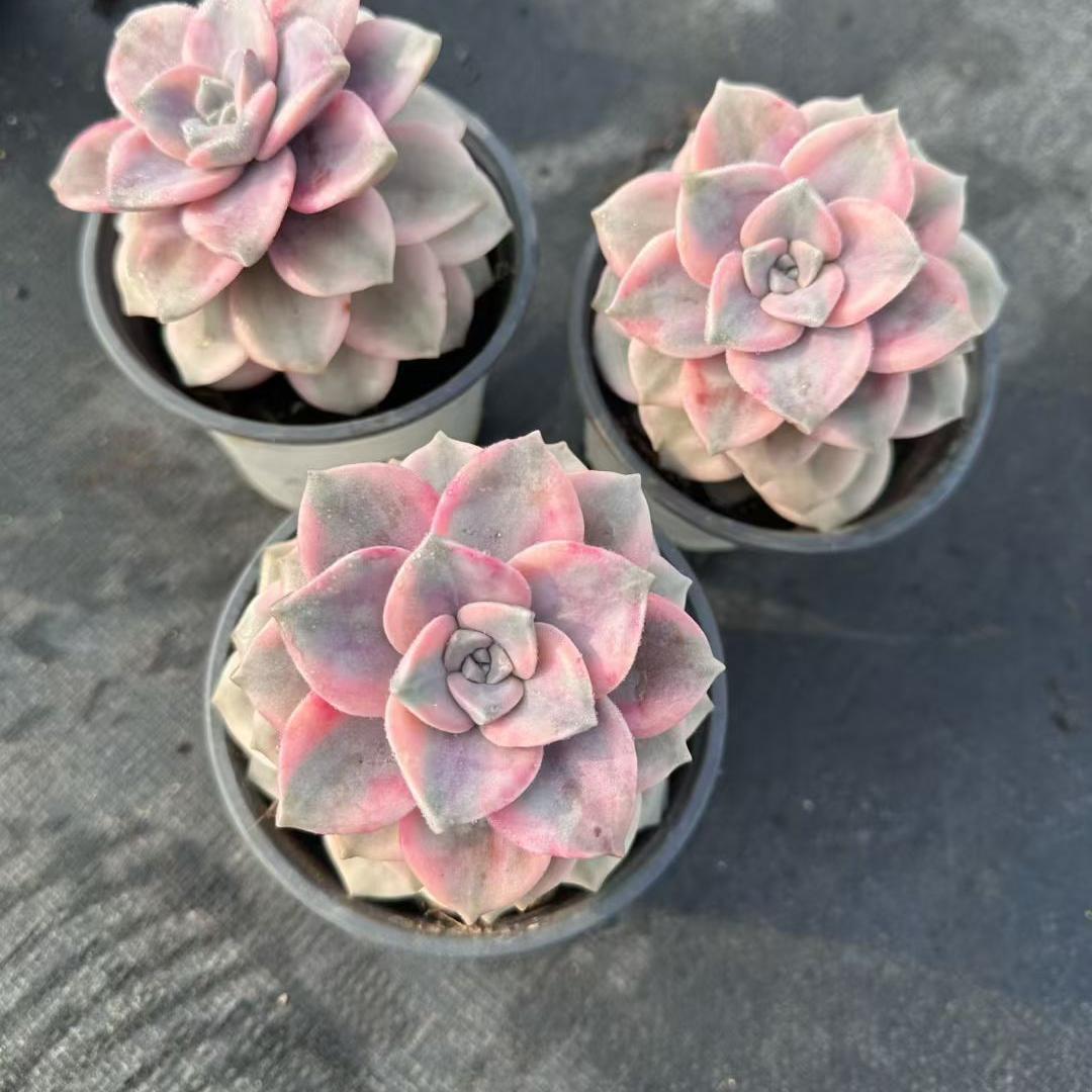 360076 Echeveria Snow White Variegated (12cm pot size)