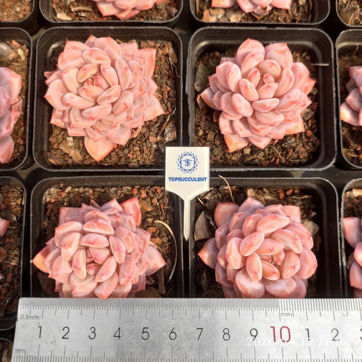 361551 Echeveria Star Monroe (7cm pot size)