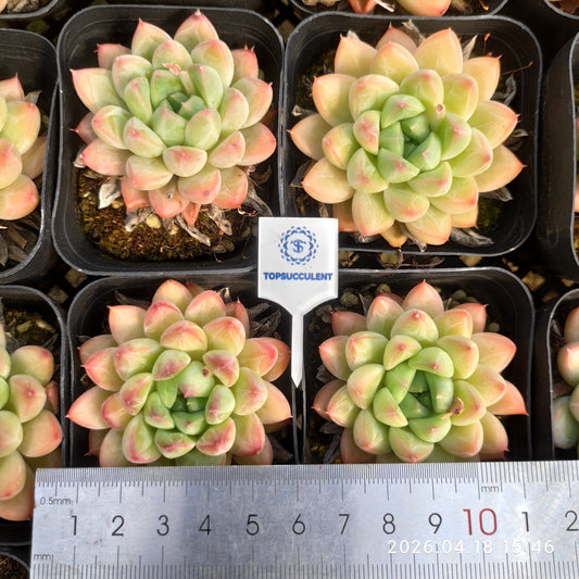 361921 Echeveria Pande (6.5cm pot size)