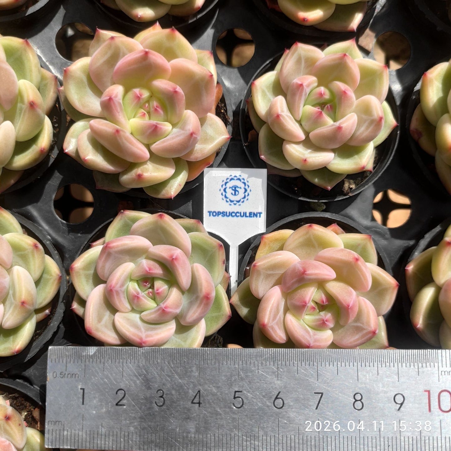 361493 Echeveria Orange Monroe Q (6cm pot size)