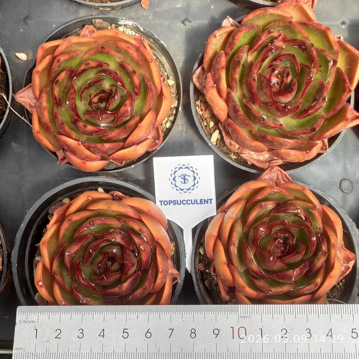18899 Echeveria Traffic Light (9cm pot size)