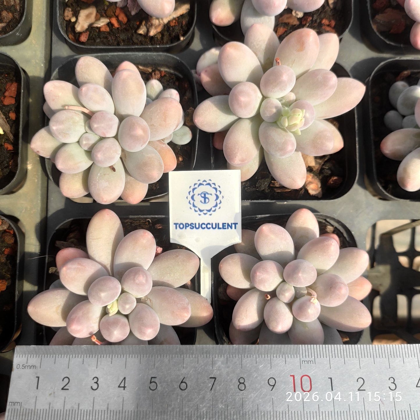 361484 Echeveria Orange Snow Ball (6.5cm pot size)