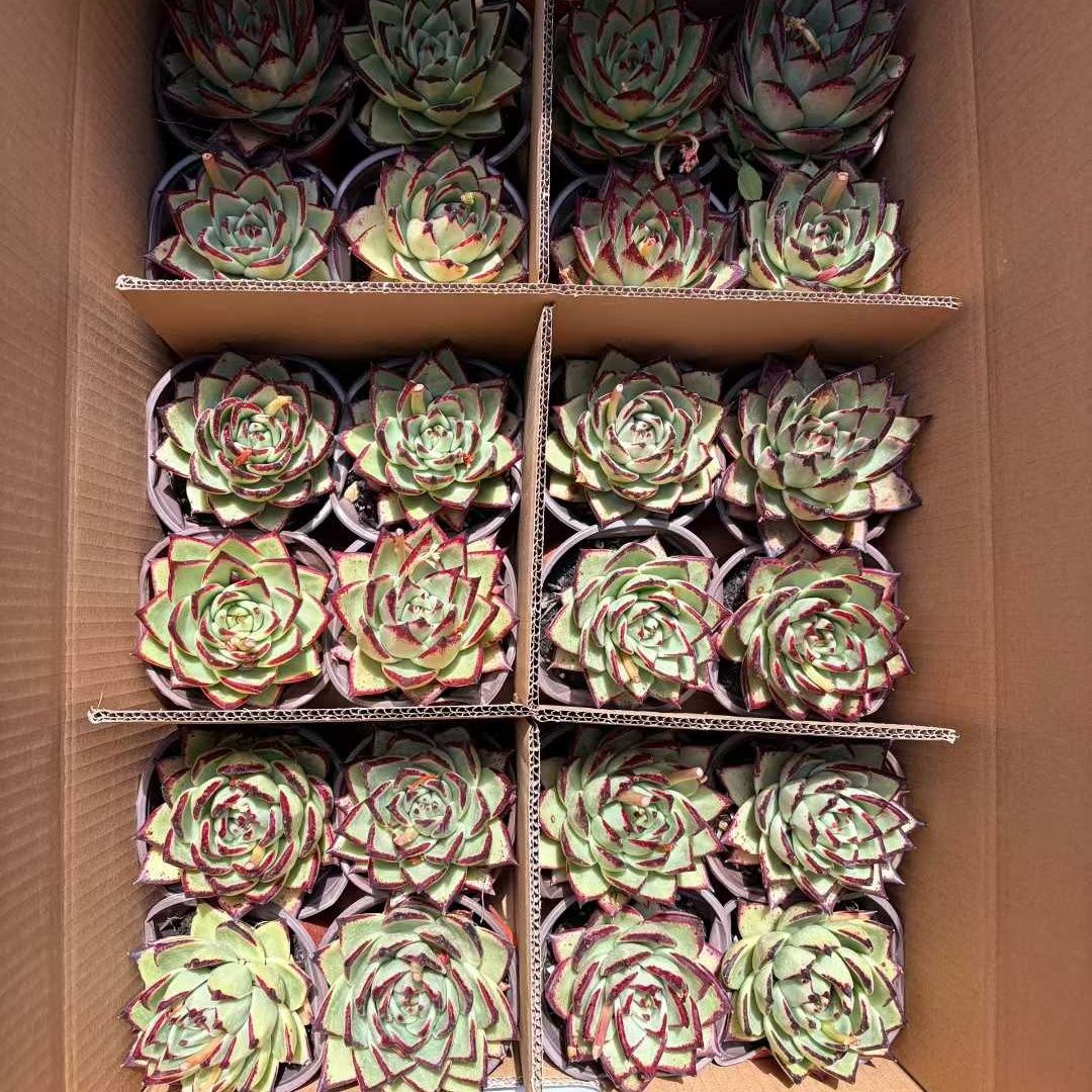 360780 Echeveria Ebony (12cm pot size)