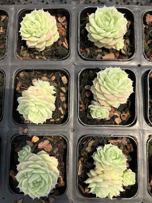 361857 Echeveria Jade Fairy (6.5cm pot size)