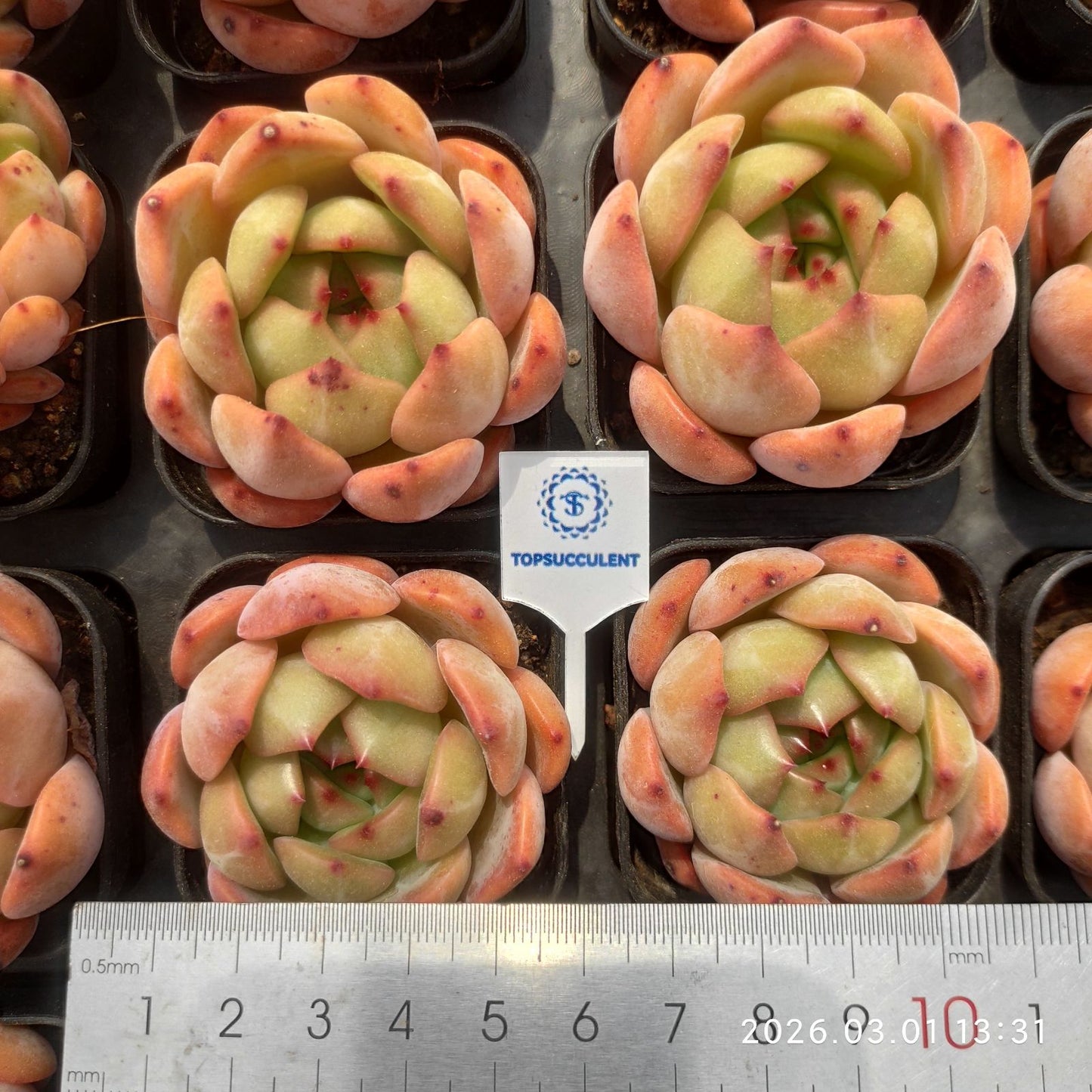 360119 Echeveria Red Monroe (5.5cm pot size)