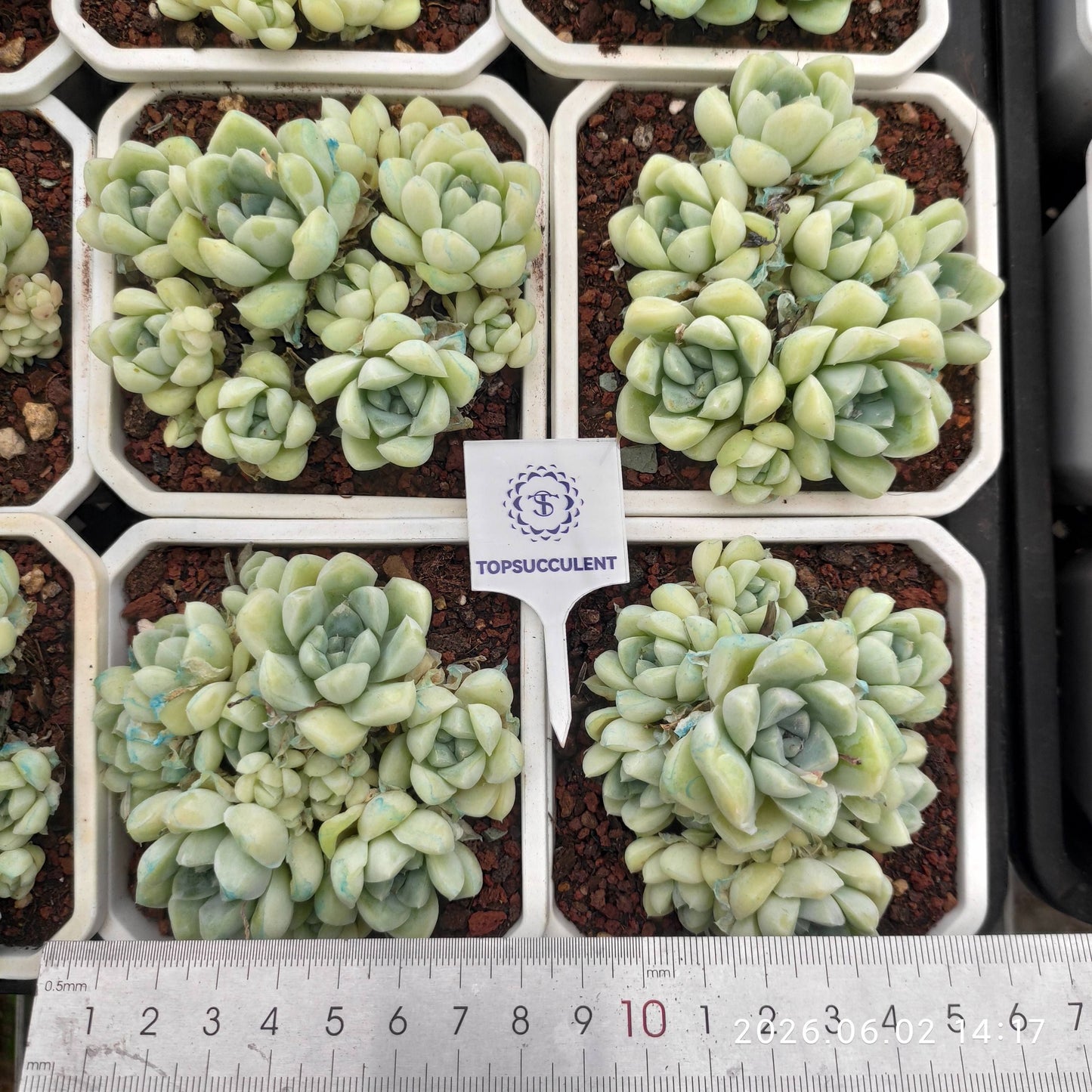 25505 Echeveria Albicans (9cm pot size)