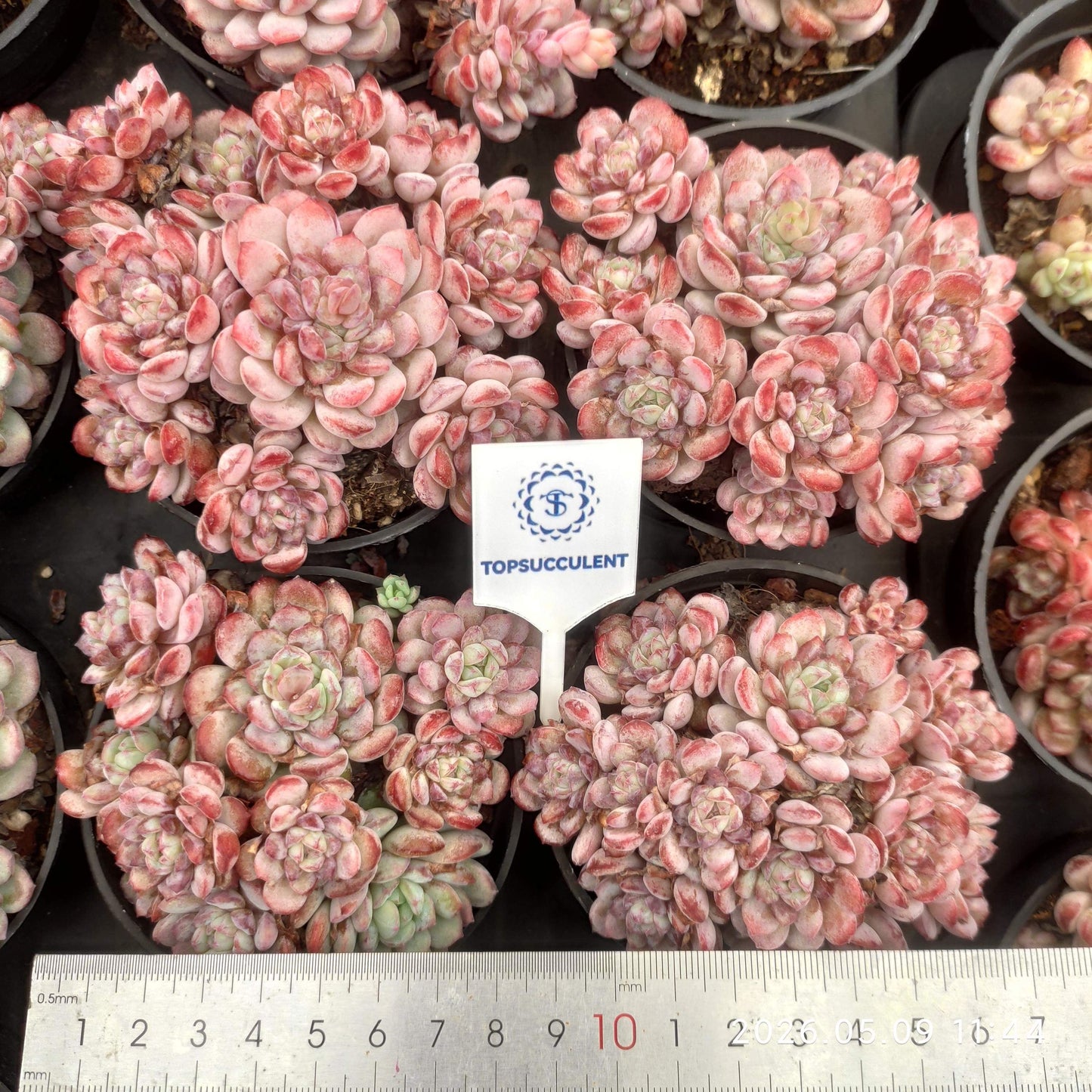 24360 Echeveria Lubin (9cm pot size)