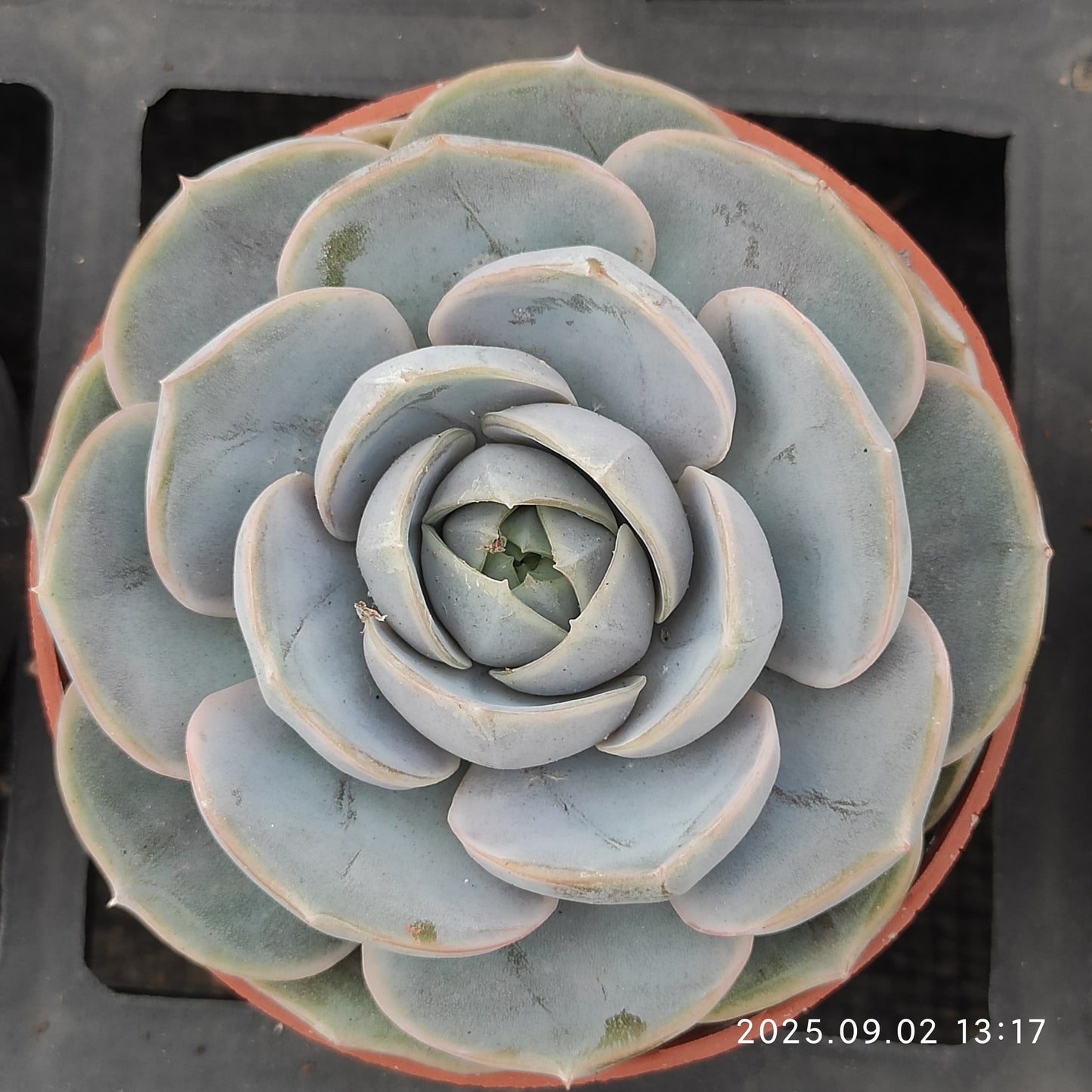 ZXX024 Echeveria Blue Surprise(9cm pot size)