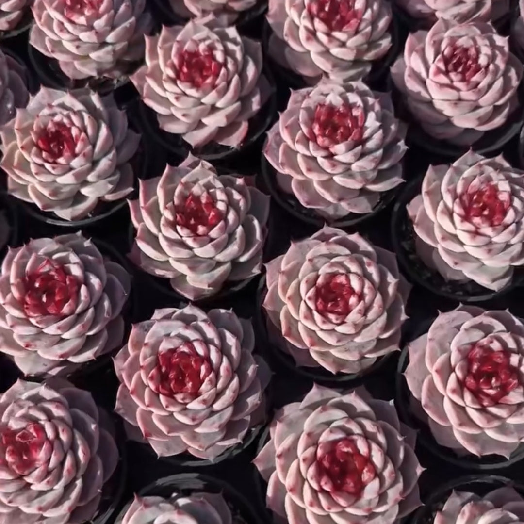 25300 Echeveria Red Velvet (6.5cm pot size)