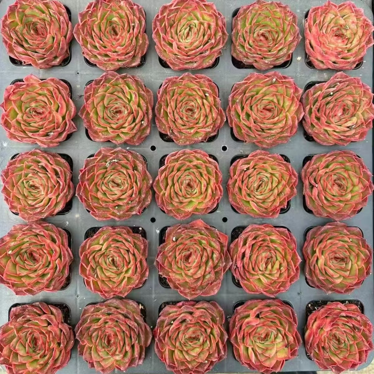 21187 Echeveria Crimson Rose (7cm pot size)