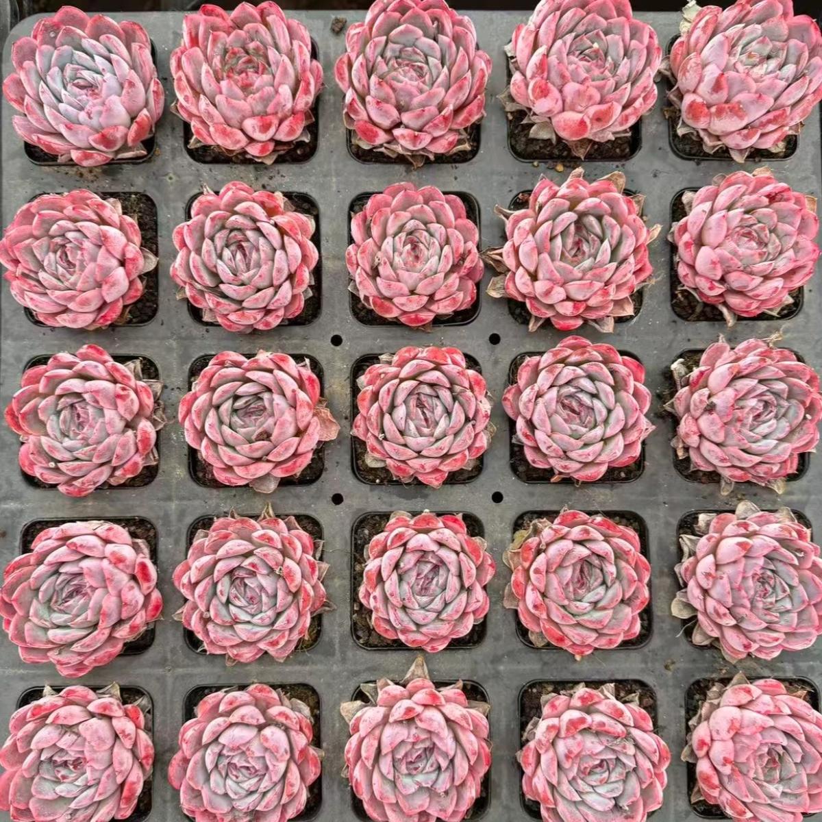 22996 Echeveria Pink Panther (6cm pot size)