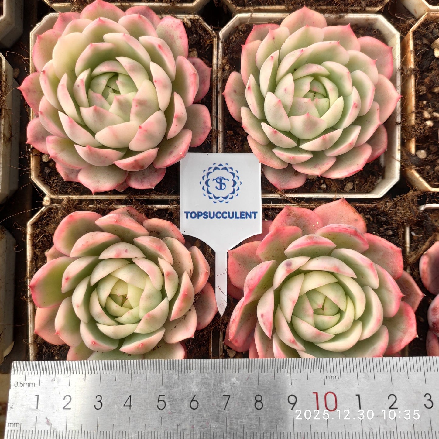 24034 Echeveria Pink Crystal Rose Variegated (7cm pot size)