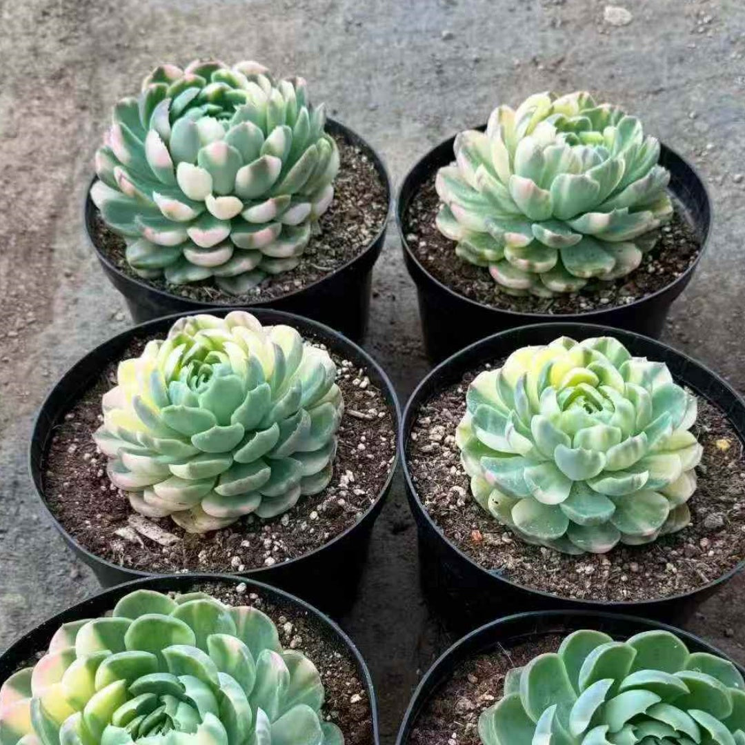 24460 Echeveria Berry Variegated (18cm pot size)