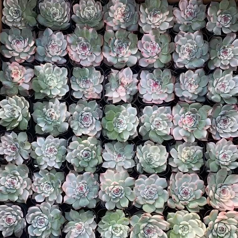22333 Echeveria Chihuahuaensis Variegated (7cm pot size)