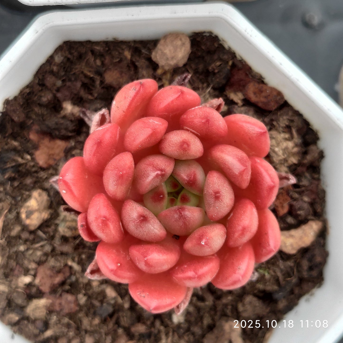 YBB033 Echeveria Pink Rubby(7cm pot size)