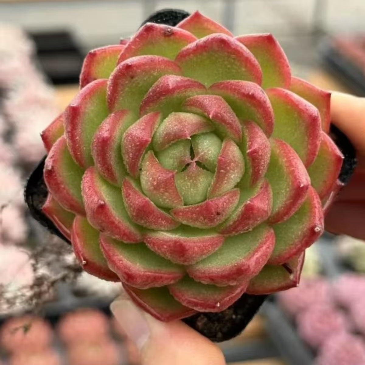 QNY191 Echeveria Moonlight Box(7cm pot size)