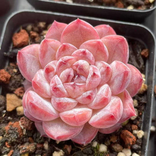 T3351 Echeveria Ice Spirit (5.5cm pot size)