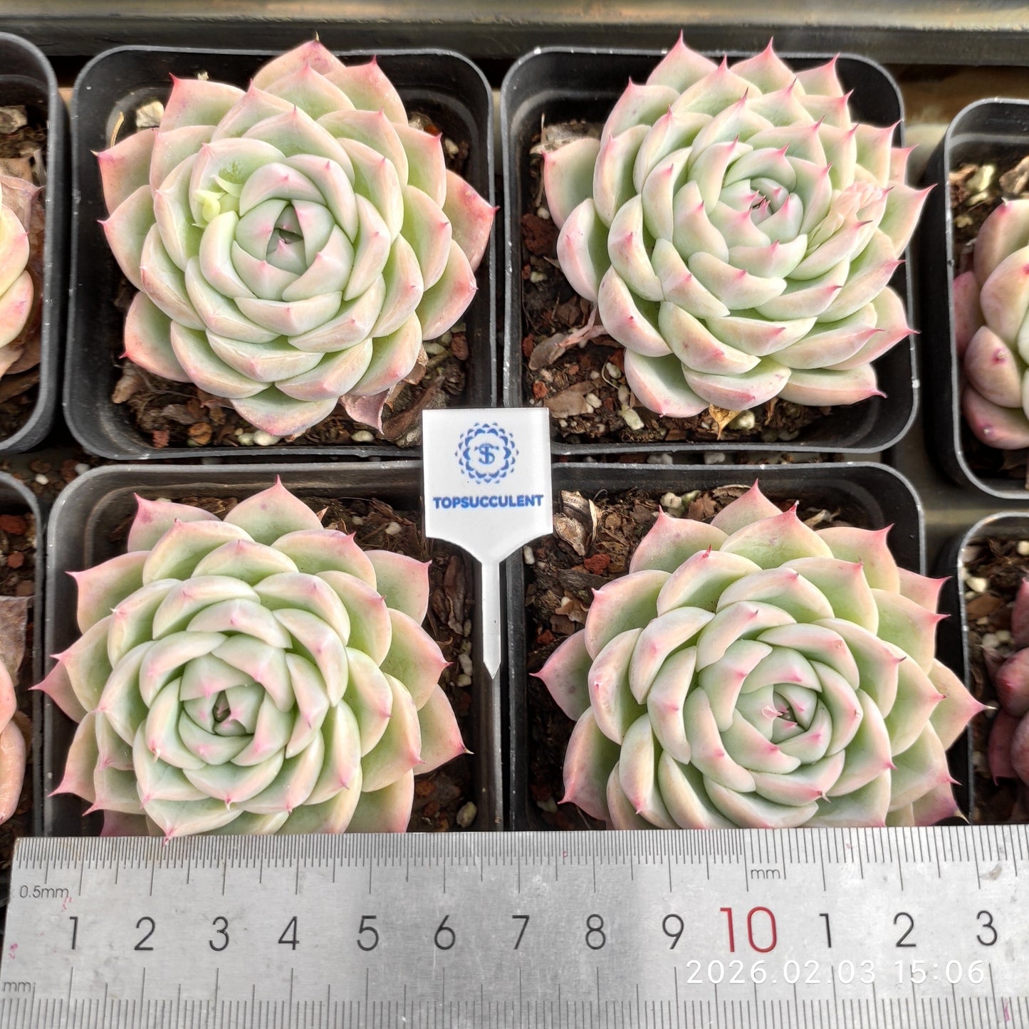 25689 Echeveria Pink Crystal Rose (7cm pot size)