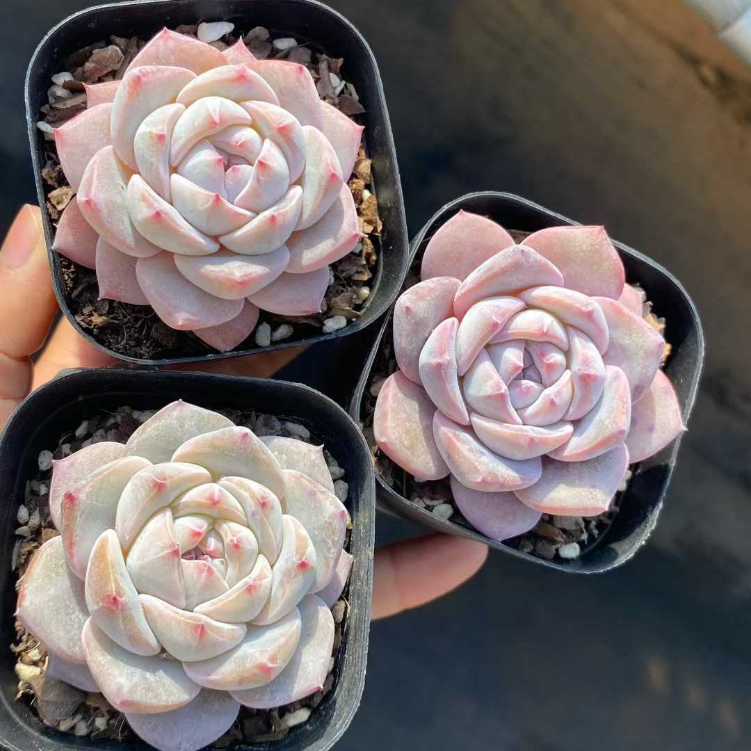 21924 Echeveria Monroe Hyb (6.3cm pot size)