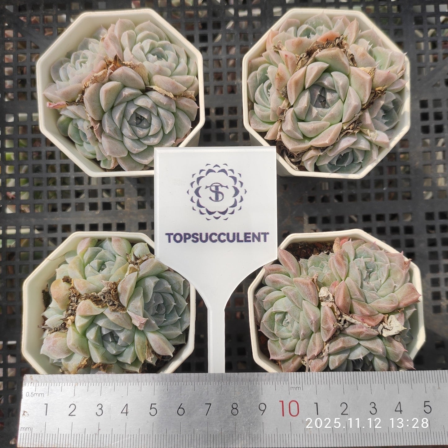16394 Echeveria Hughmillus Hyb (7cm pot size)