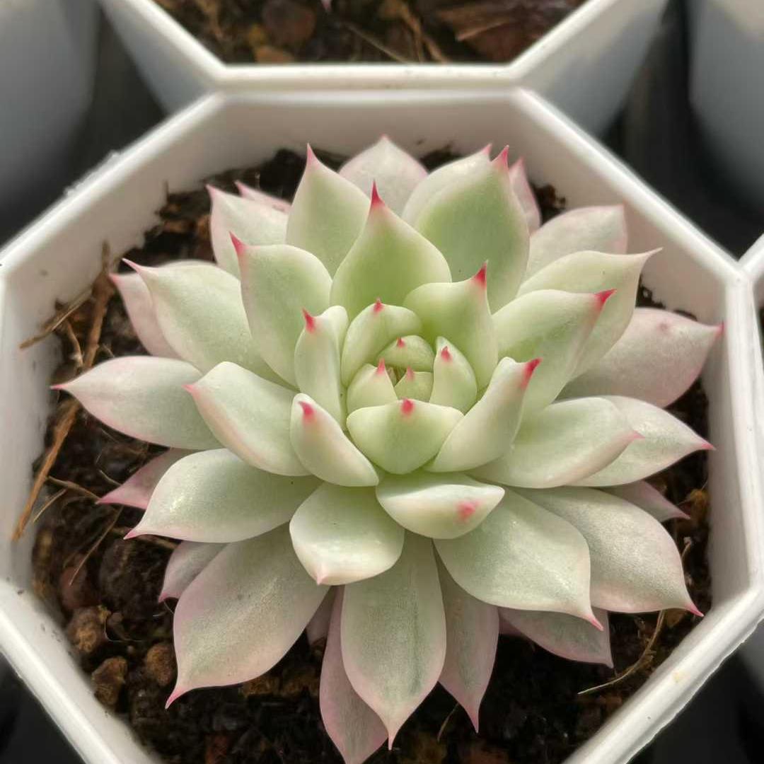 25204 Echeveria Prism (7cm pot size)