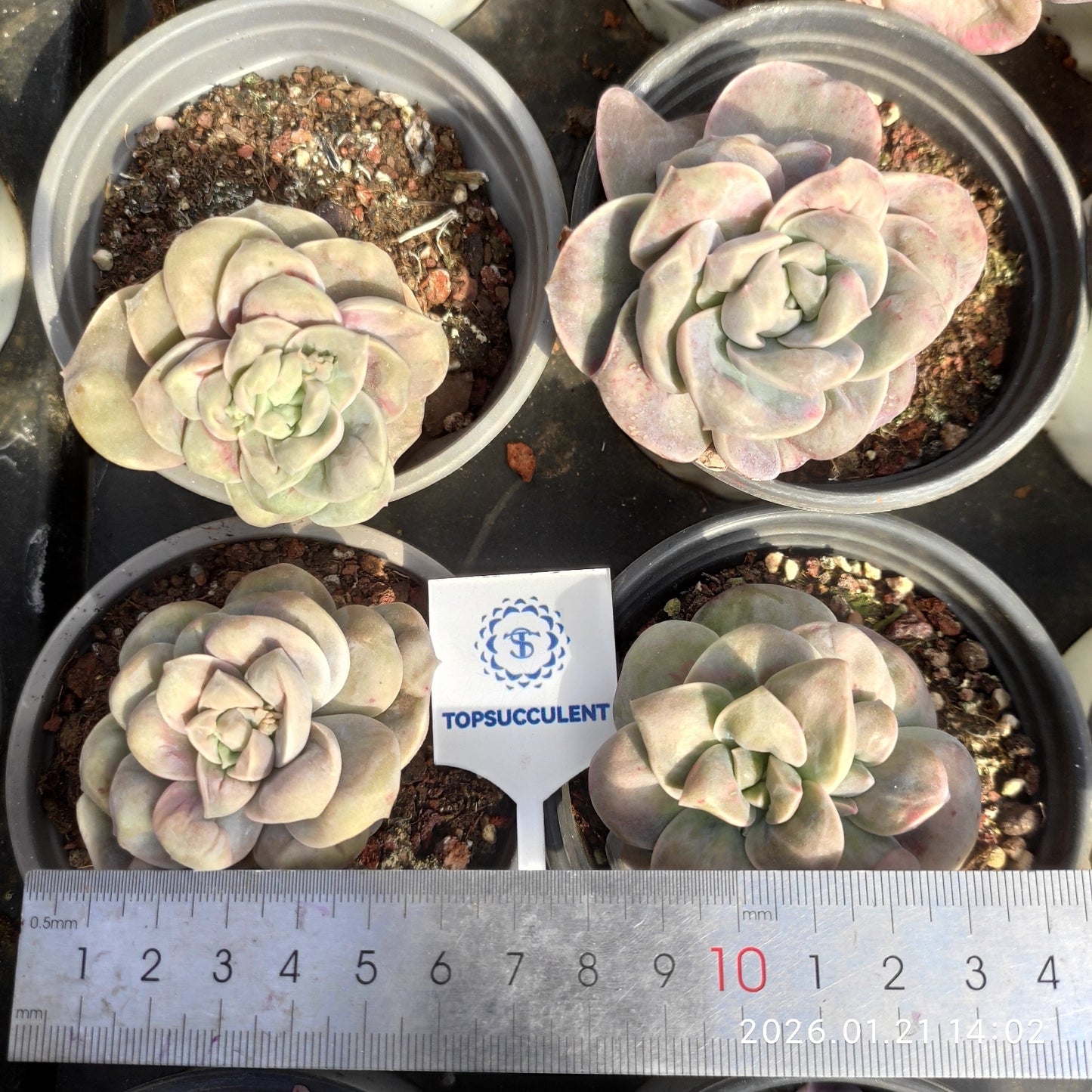 17571 Echeveria Lovely Rose Drops (9cm pot size)