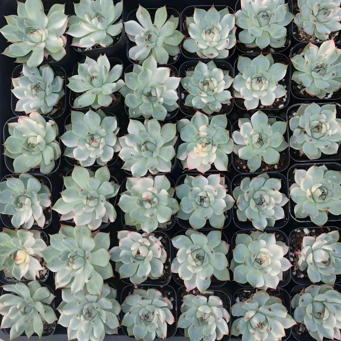 22334 Echeveria Chihuahuaensis Variegated (7cm pot size)