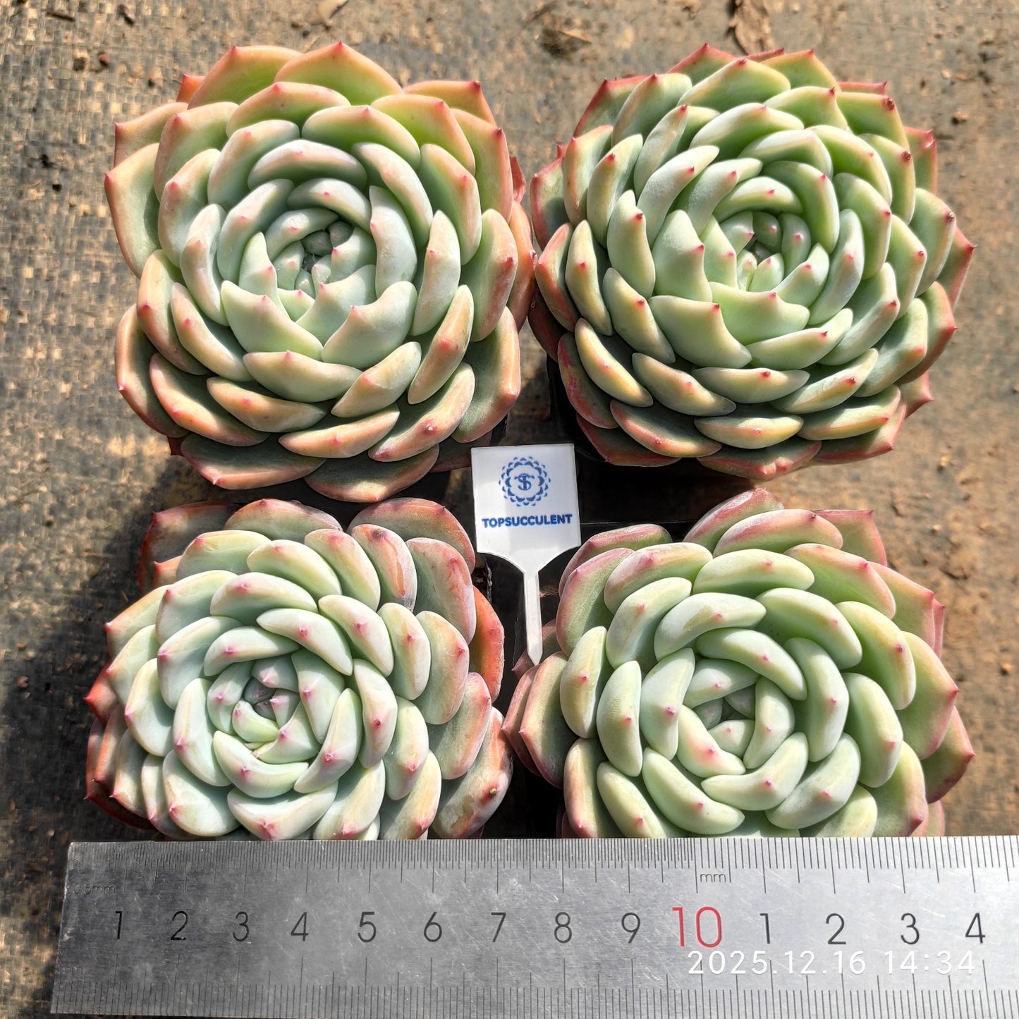 20158 Echeveria Water Dream Hyb (7cm pot size)