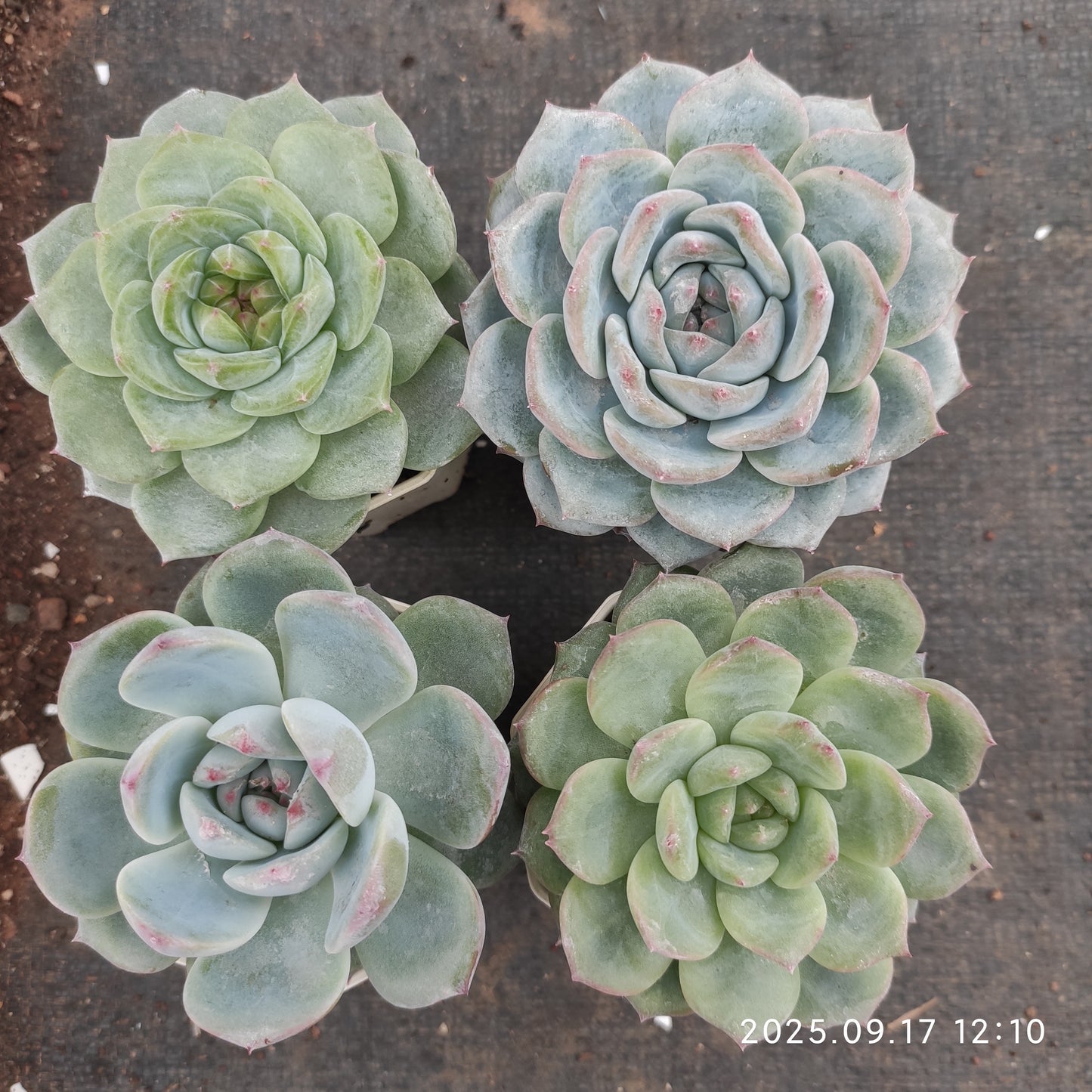NGN337 Echeveria Pink Dew(7cm pot size)