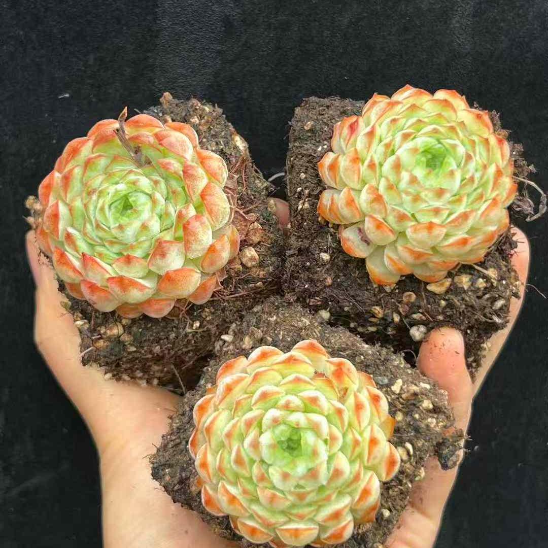20214 Echeveria Pagoda Peony (7cm pot size)