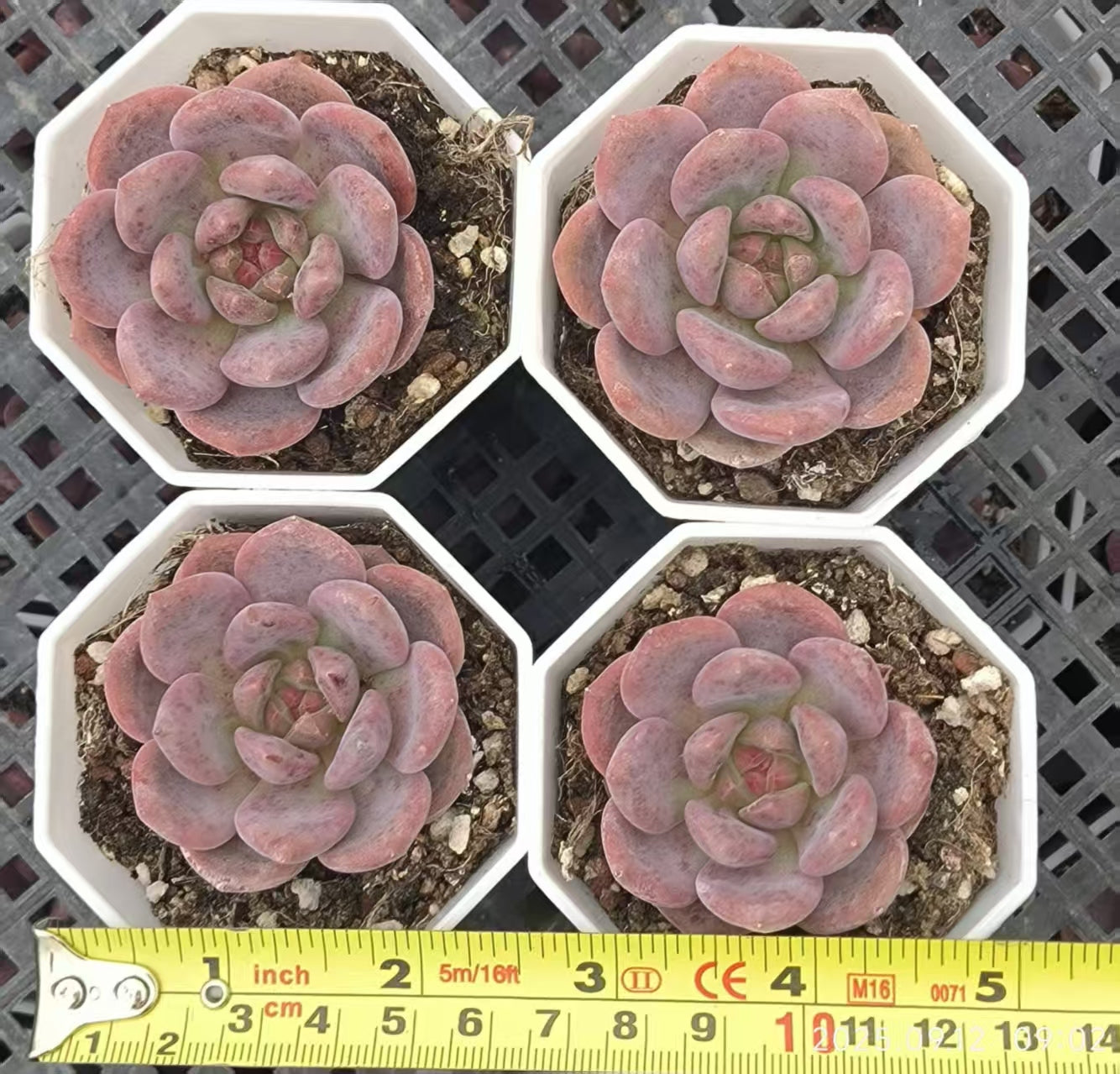 19227 Echeveria Ariel (6.5cm pot size)