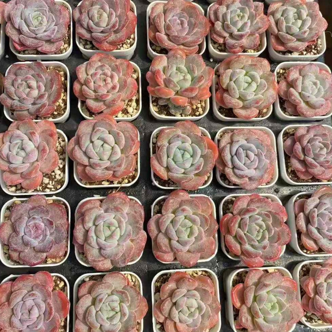 24787 Echeveria Dream Grace (5.5cm pot size)