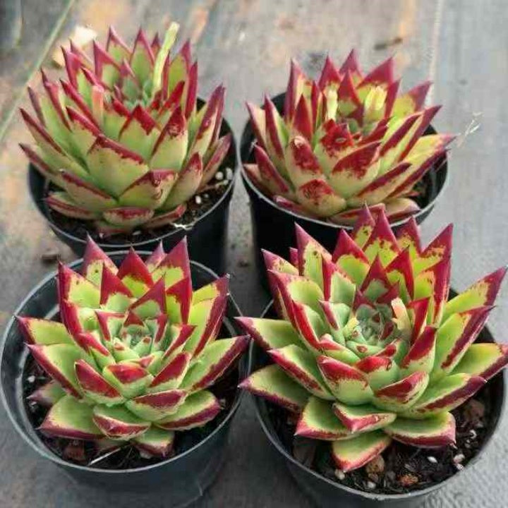 24572 Echeveria Lip Stick (12cm pot size)