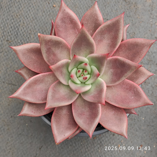 MMT877 Echeveria Romeo(12cm pot size)