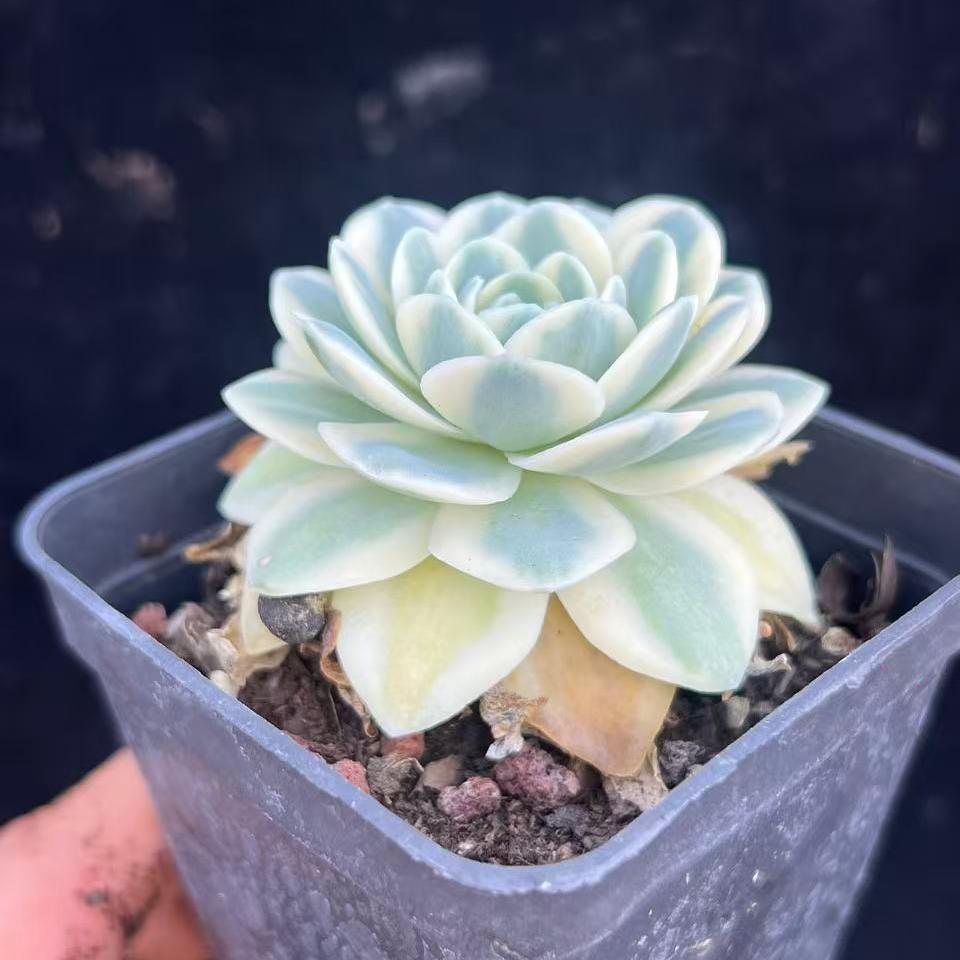 23893 Echeveria Fuji Variegated (7cm pot size)