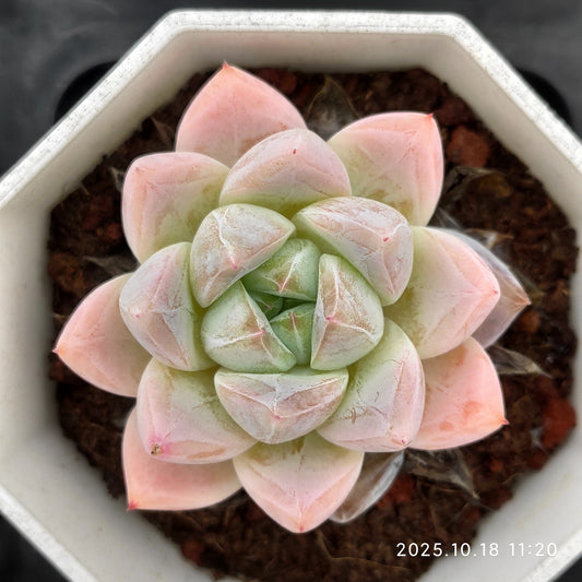 YBB064 Echeveria Subrim(7cm pot size)