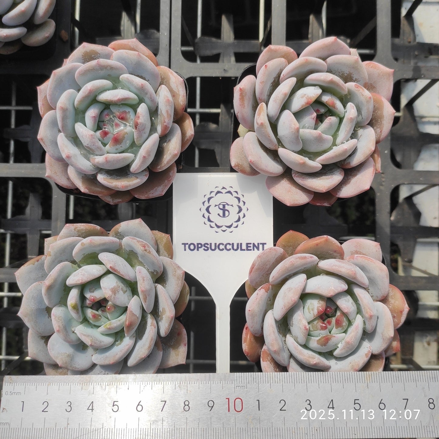 20845 Echeveria Chalk (7cm pot size)