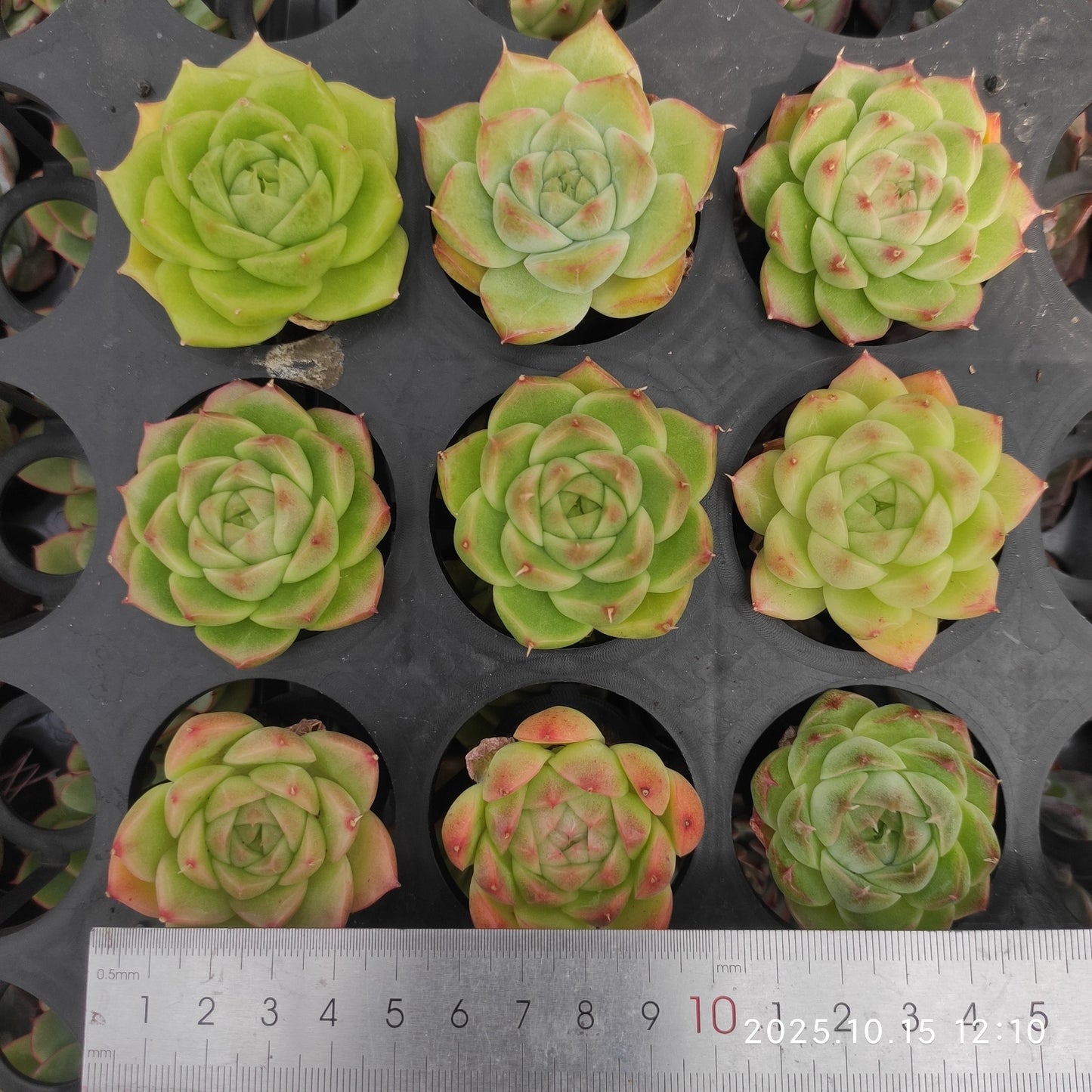 14886 Echeveria Malgan Hyb (5.5cm pot size)