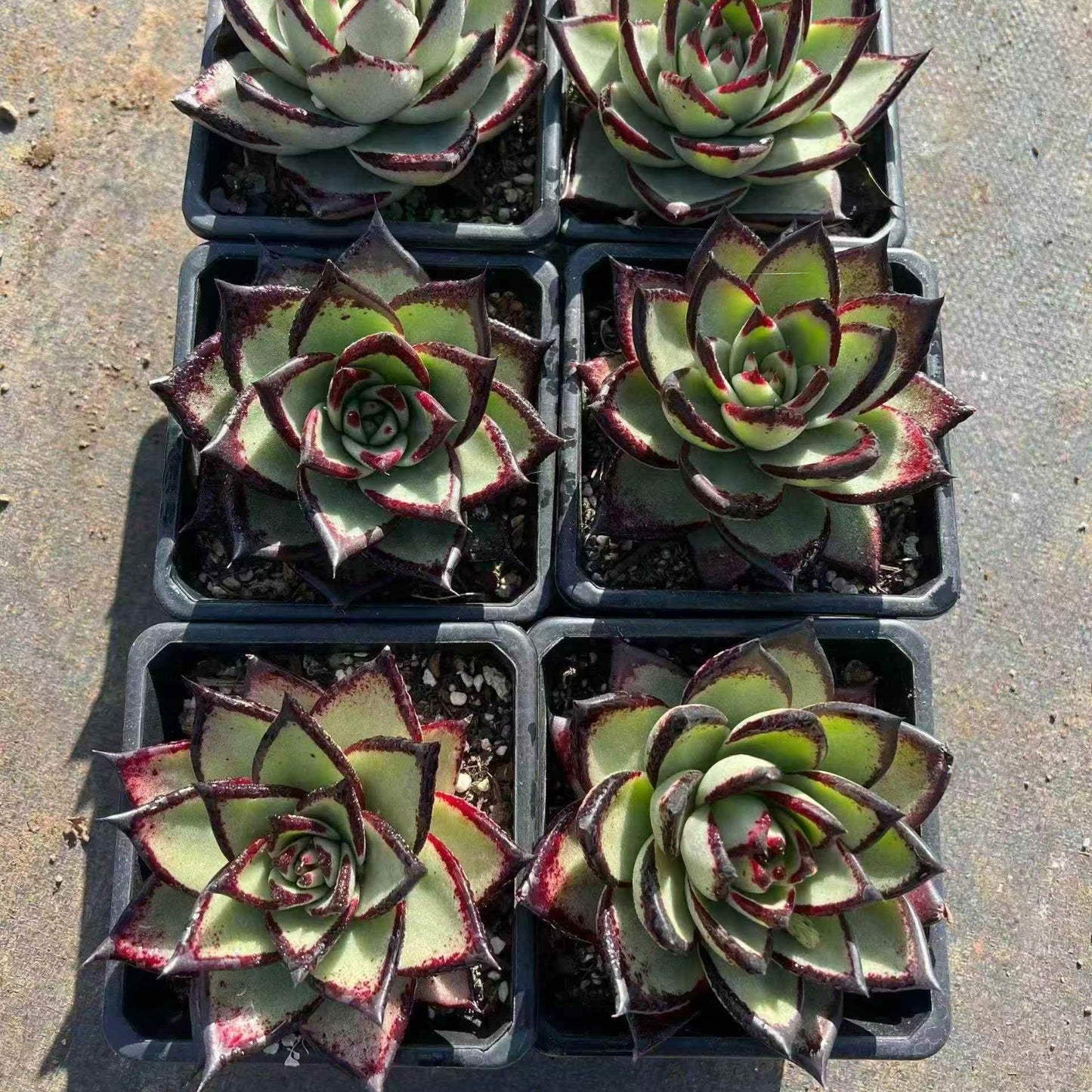 24445 Echeveria Ebony (12cm pot size)