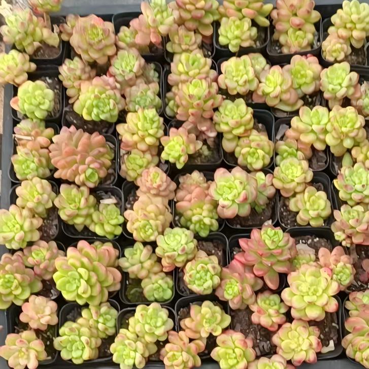 22891 Echeveria Shangri-La (6.5cm pot size)