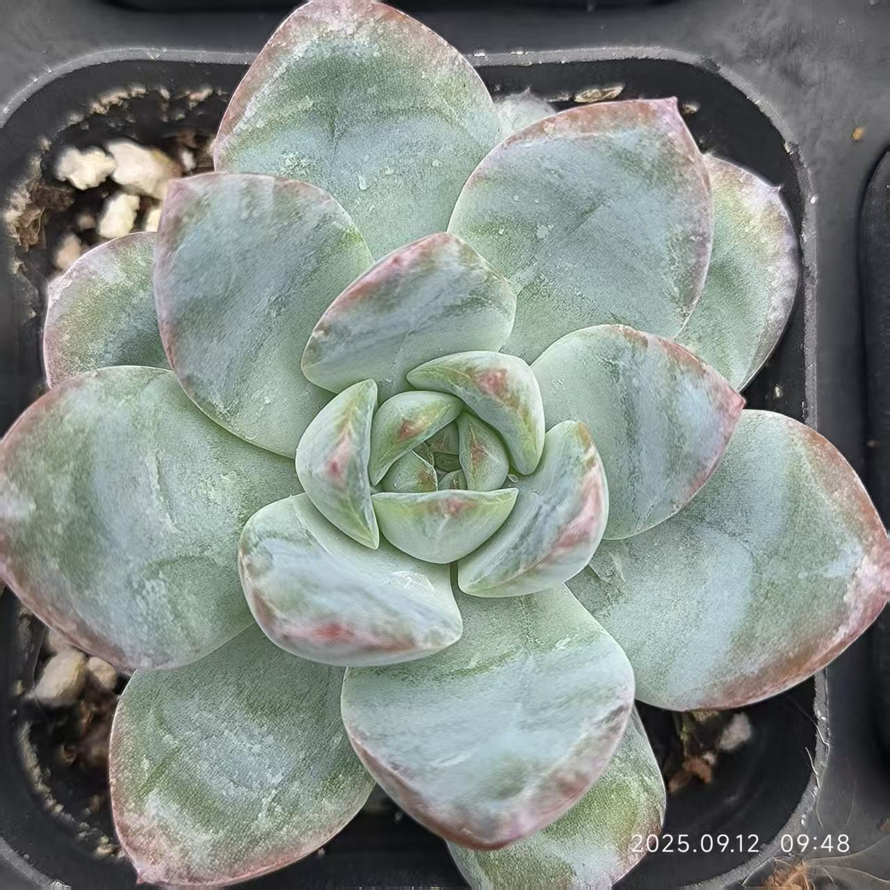 RDD401 Echeveria Snow Night Hyb(6.5cm pot size)