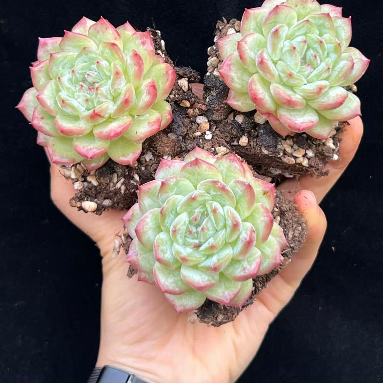 21341 Echeveria Cold Scarlet (7cm pot size)