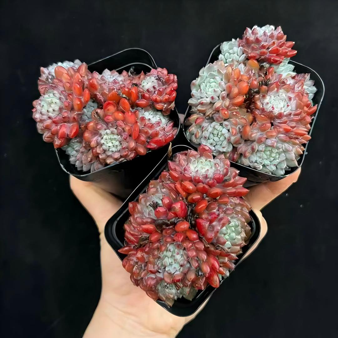 24810 Echeveria Setosa Rondelli (7cm pot size)