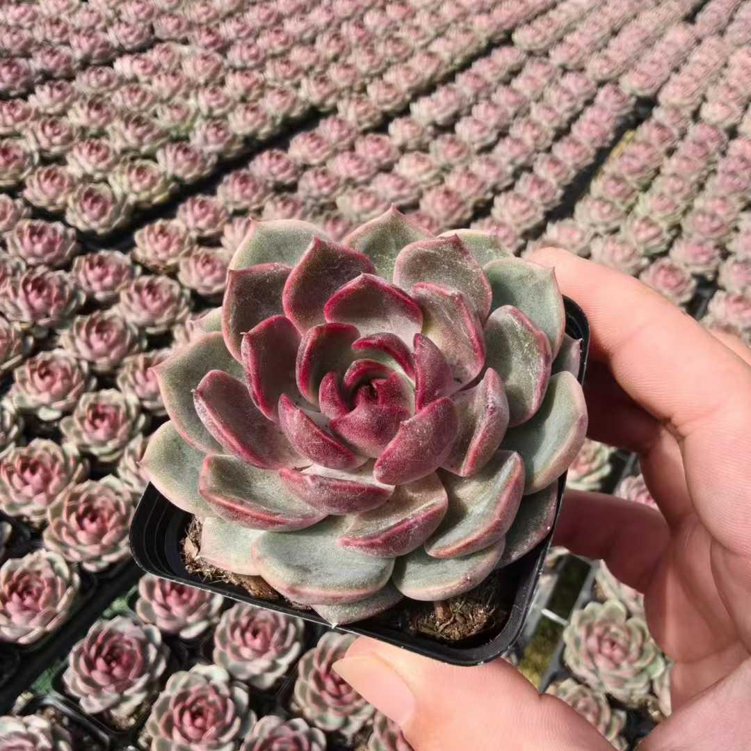 BL1816 Echeveria Black Queen Hyb(6.5cm pot size)