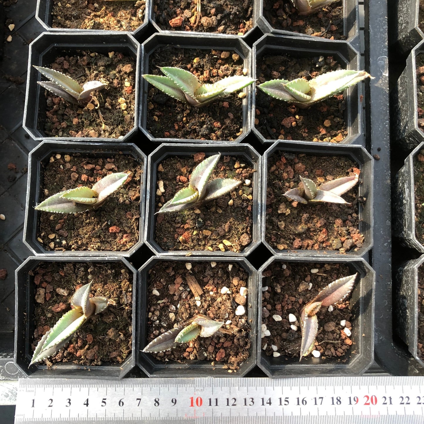 20911 Agave Titanota Red Catweazle (3cm pot size)