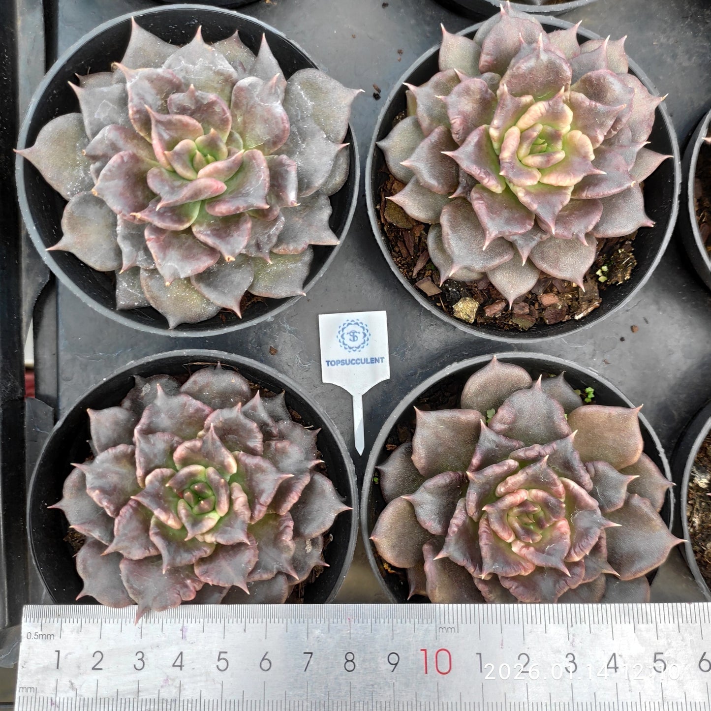 22466 Echeveria Black Madiba (9cm pot size)