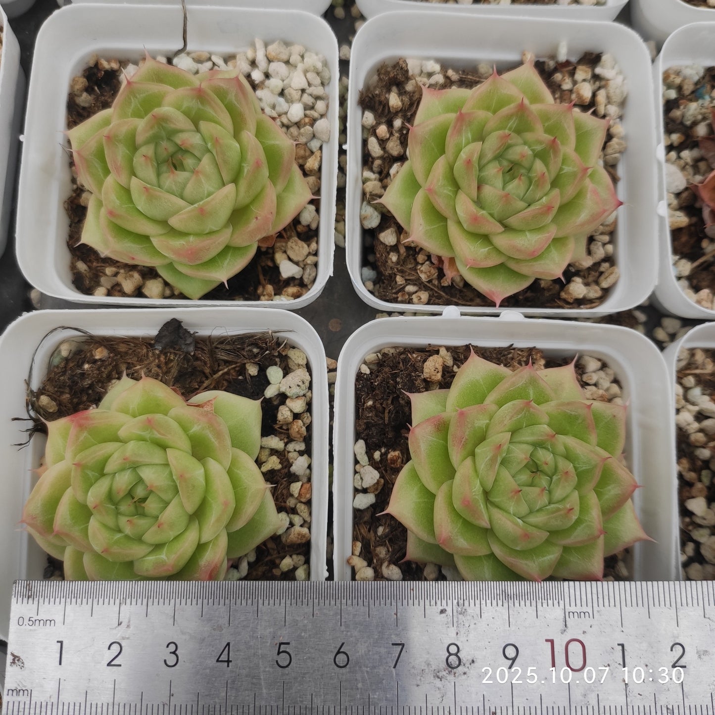 21368 Echeveria Malgan Hyb (7cm pot size)