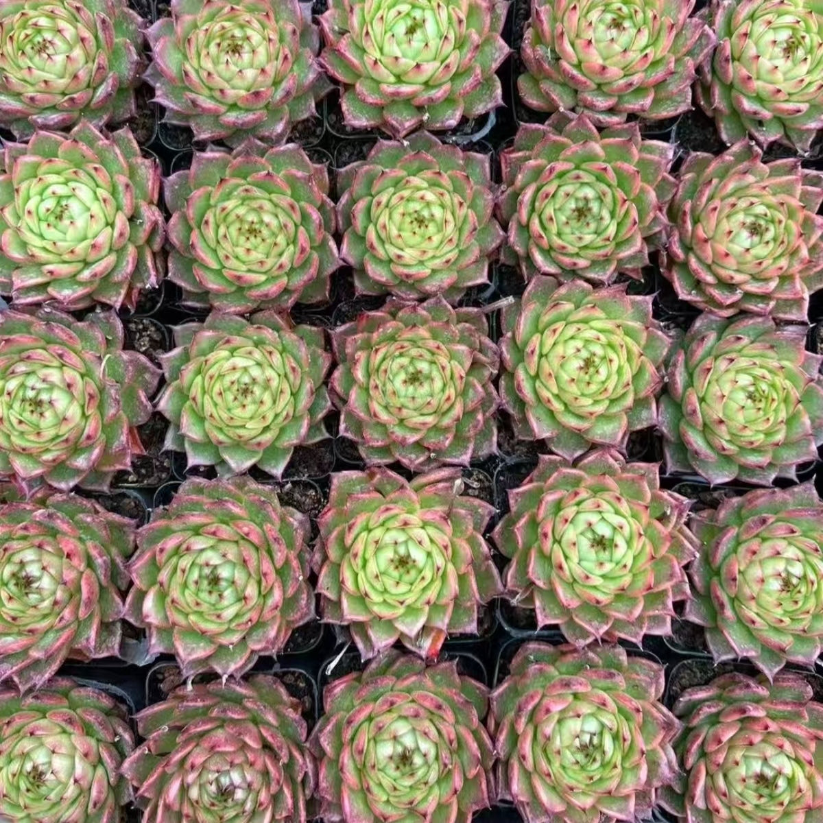 QNY153 Echeveria Pirates of the Caribbean(7cm pot size)