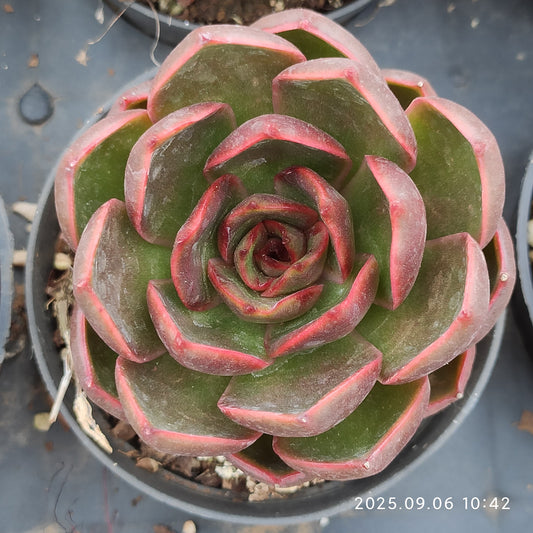 RC027 Echeveria Traffic Light(9cm pot size)