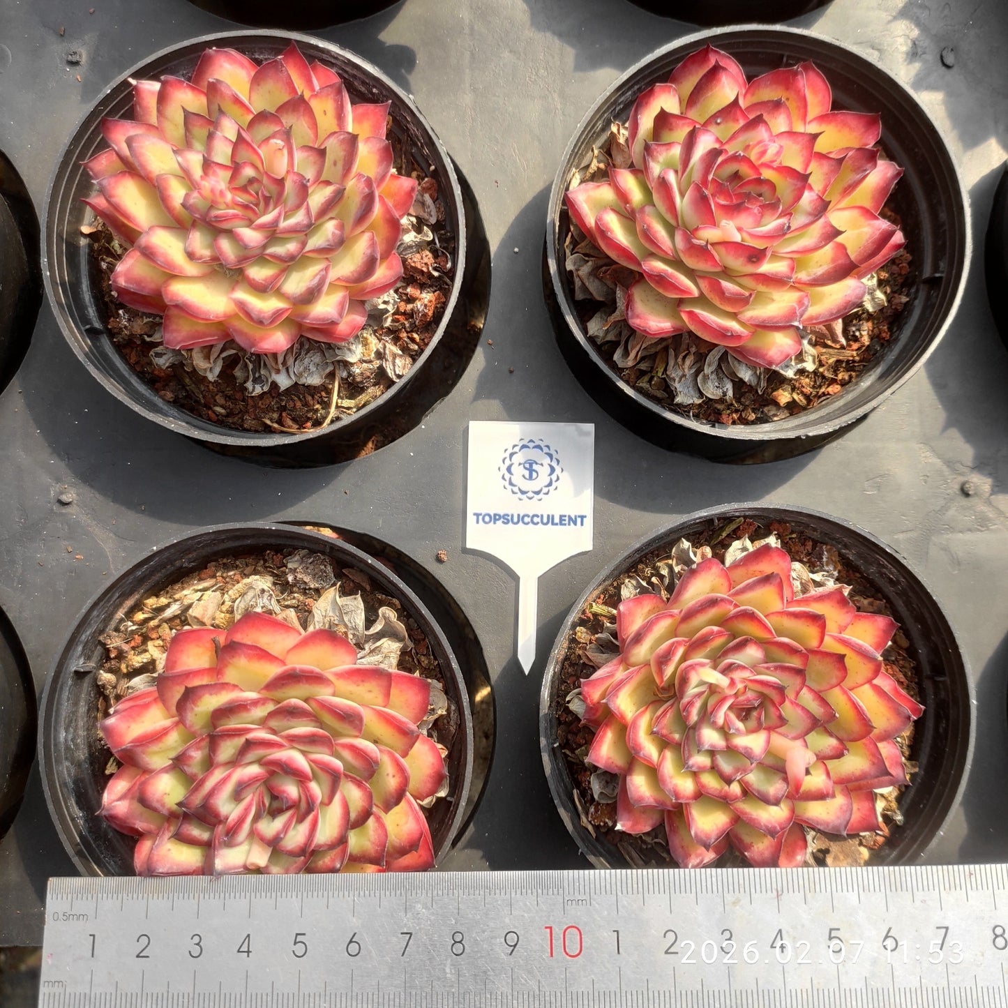 14147 Echeveria Mexico Pulidones (9cm pot size)